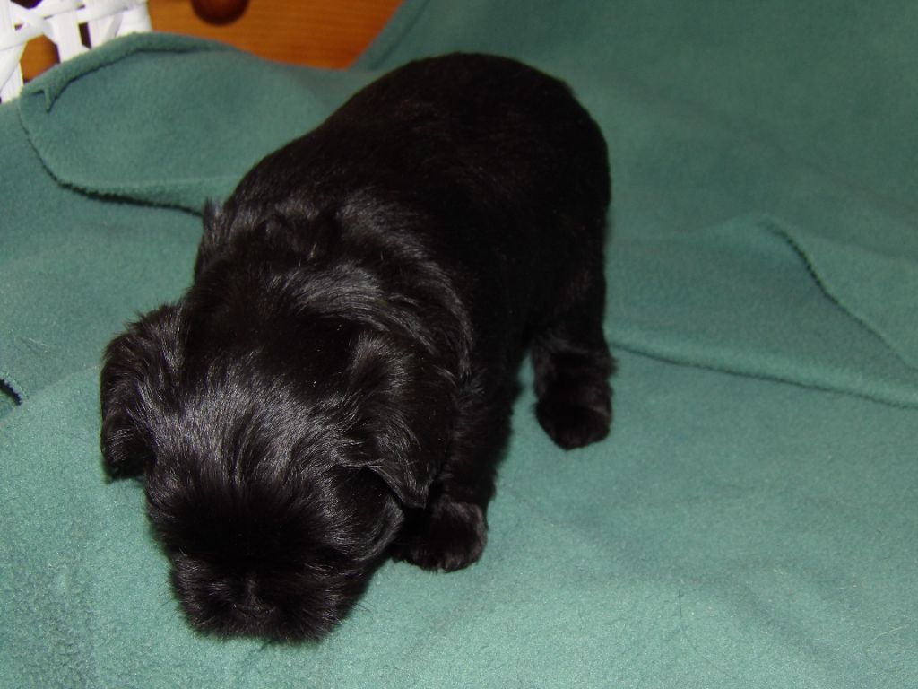 Maria Tchoumakov - Chiot disponible  - Affenpinscher