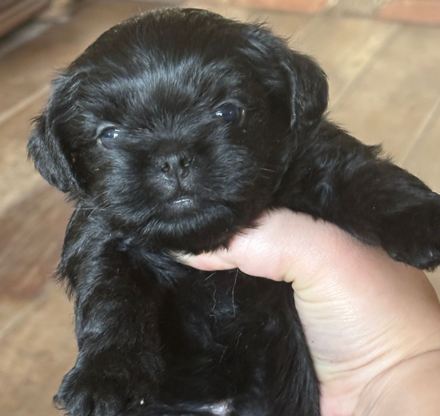 Maria Tchoumakov - Chiots disponibles - Affenpinscher
