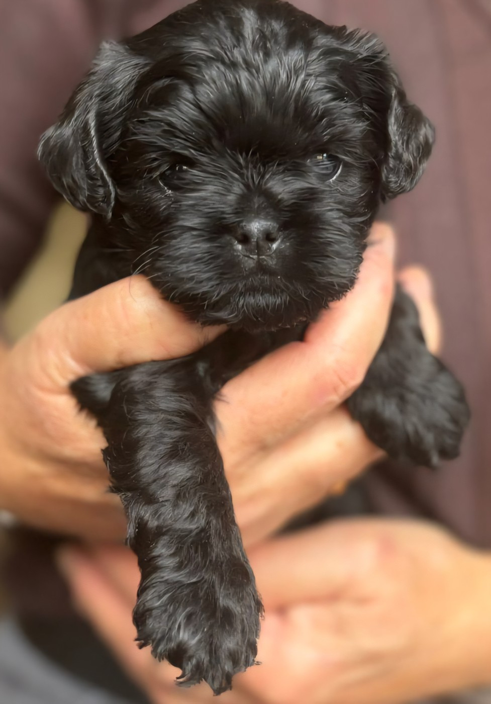 Maria Tchoumakov - Chiots disponibles - Affenpinscher