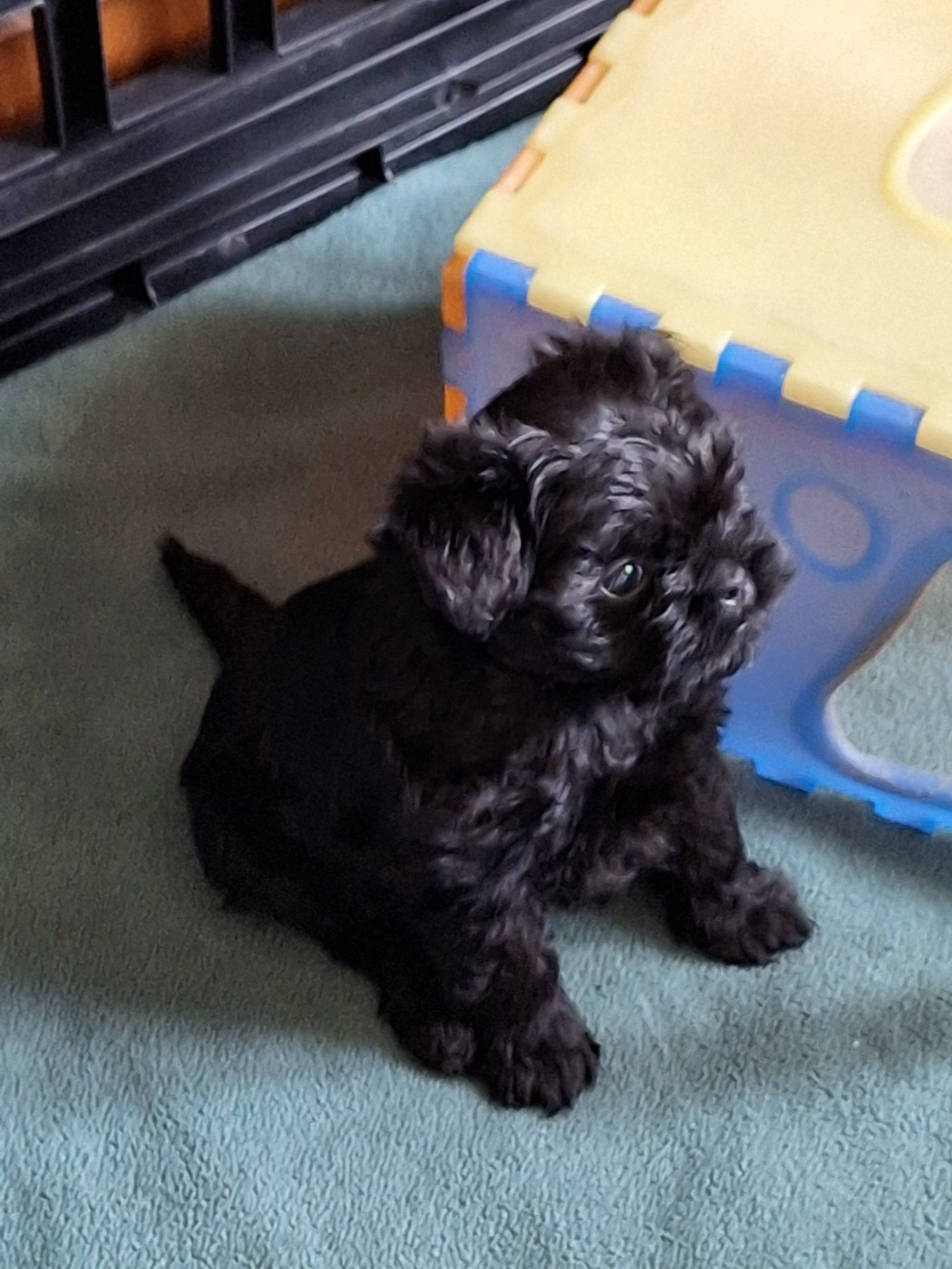 Maria Tchoumakov - Chiots disponibles - Affenpinscher