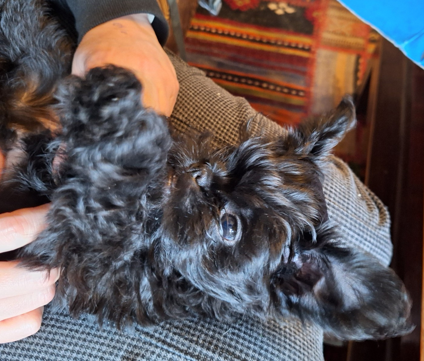 Maria Tchoumakov - Chiots disponibles - Affenpinscher