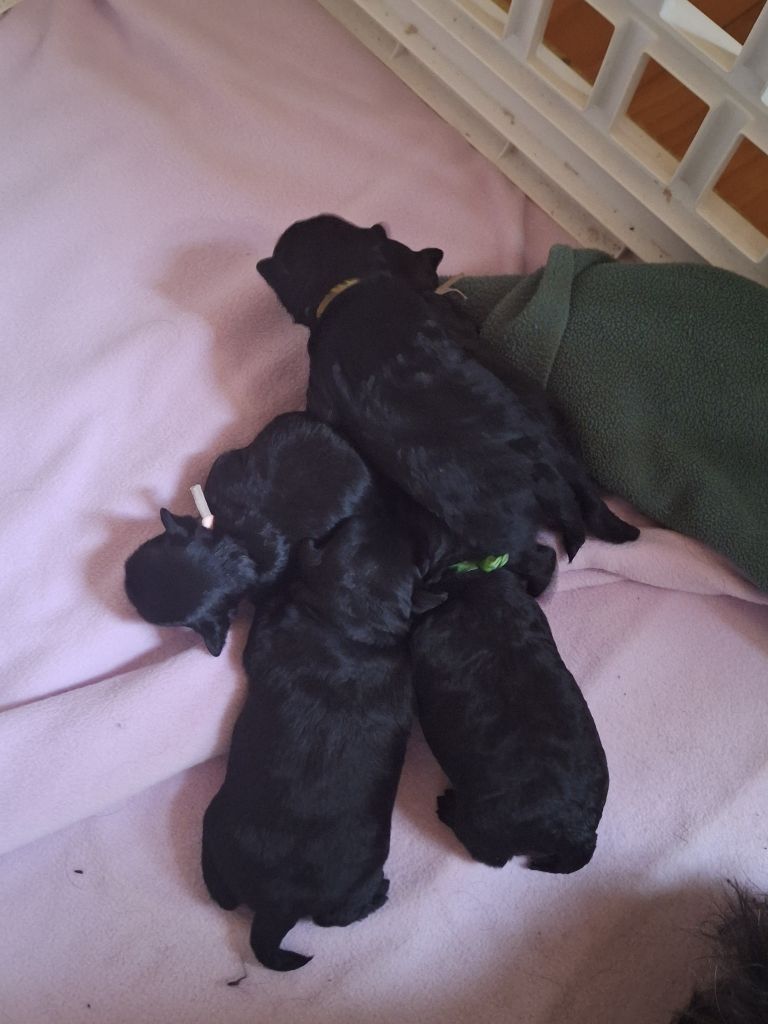 Chiot Affenpinscher Maria Tchoumakov