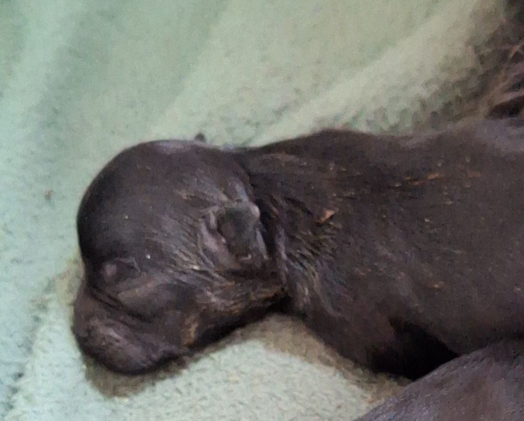 Maria Tchoumakov - Chiots disponibles - Affenpinscher
