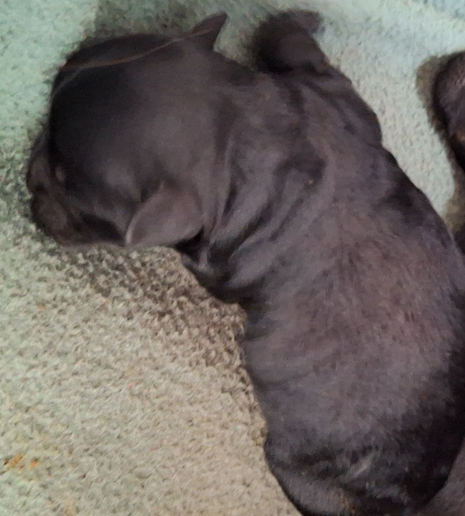 Maria Tchoumakov - Chiots disponibles - Affenpinscher