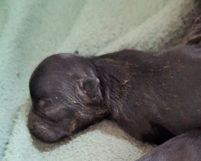 CHIOT