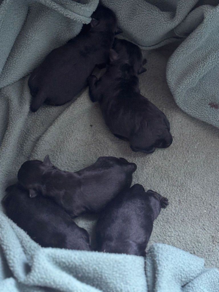 Chiot Affenpinscher Maria Tchoumakov