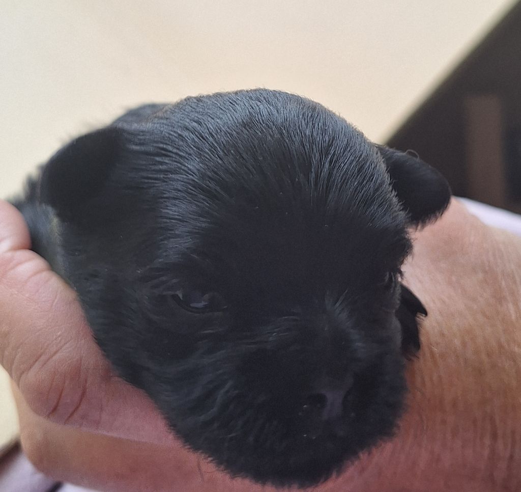 Maria Tchoumakov - Chiots disponibles - Affenpinscher
