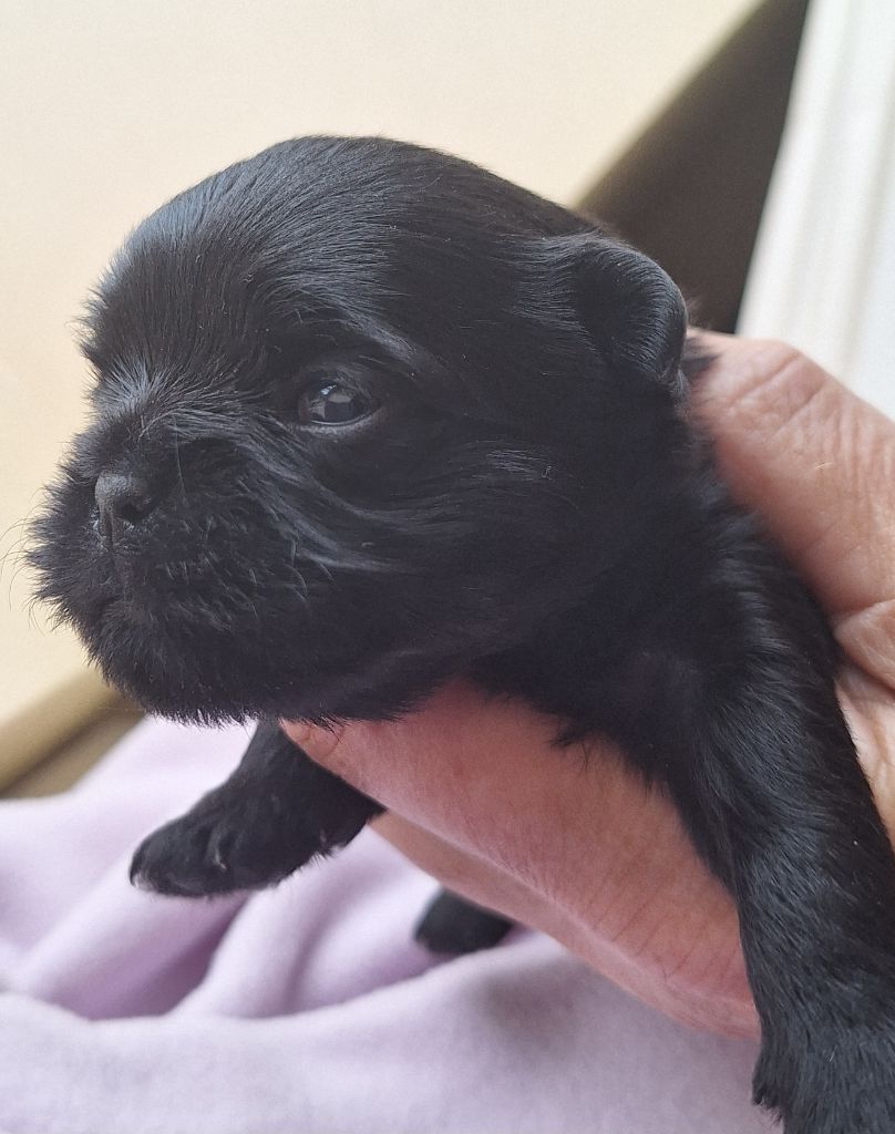 Maria Tchoumakov - Chiots disponibles - Affenpinscher