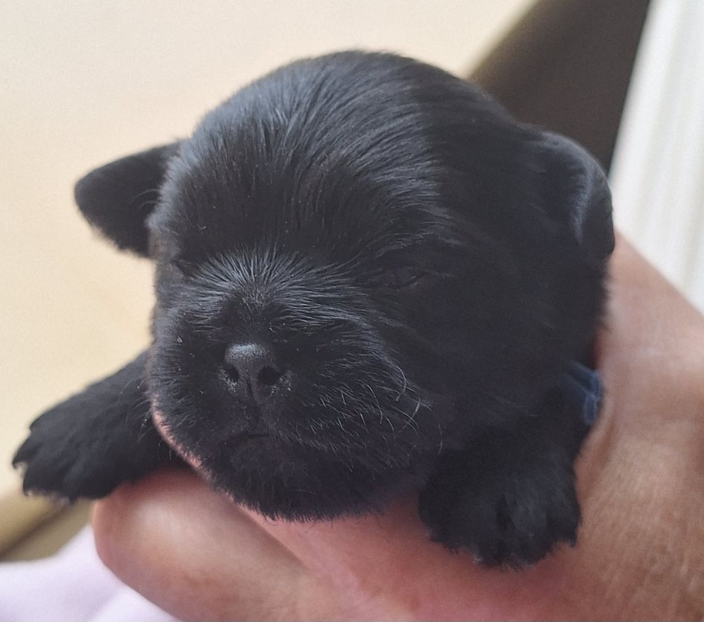 Maria Tchoumakov - Chiots disponibles - Affenpinscher