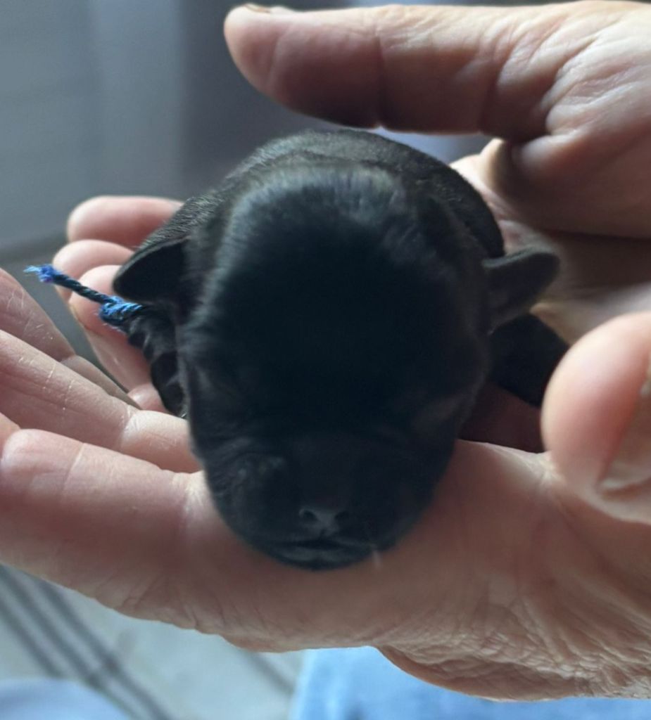 Maria Tchoumakov - Chiots disponibles - Affenpinscher